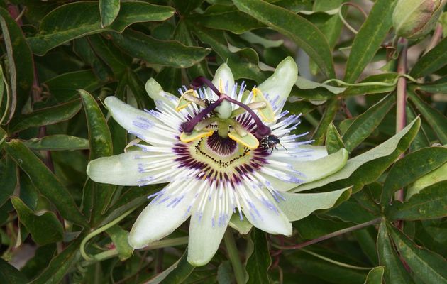 une fleur de passiflore et des bébètes