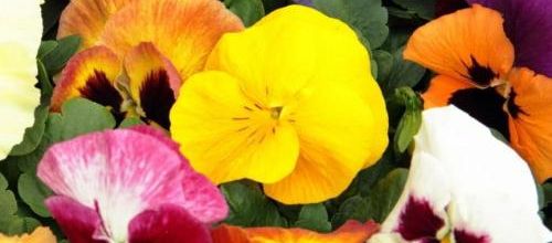 Bonjour, il ne pleut pas !!!dommage. 