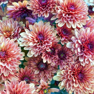Les fleurs des chrysanthèmes 
