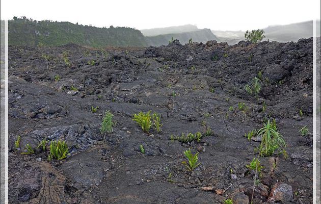 La végétation colonise lentement les coulées de lave du Piton de la Fournaise - Saint-Philippe - Île de la Réunion