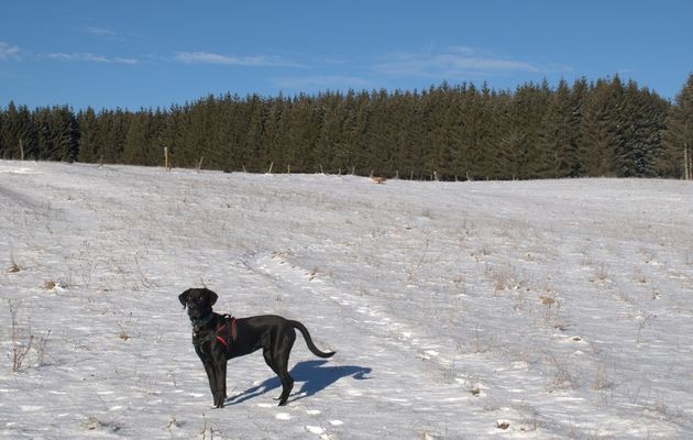 07/01/2017 Balade à Lachat
