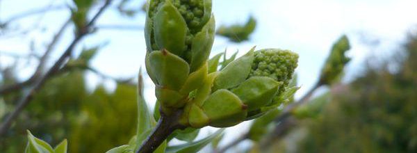 Bourgeons