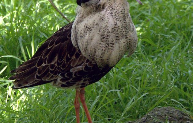 Au parc des oiseaux - 4