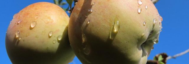 test gouttes - Bridge SX70