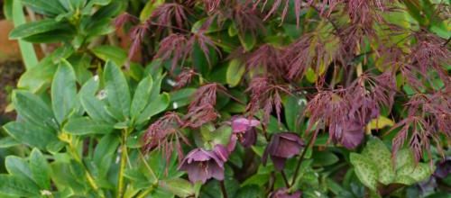 Acer palmatum dissectum garnet