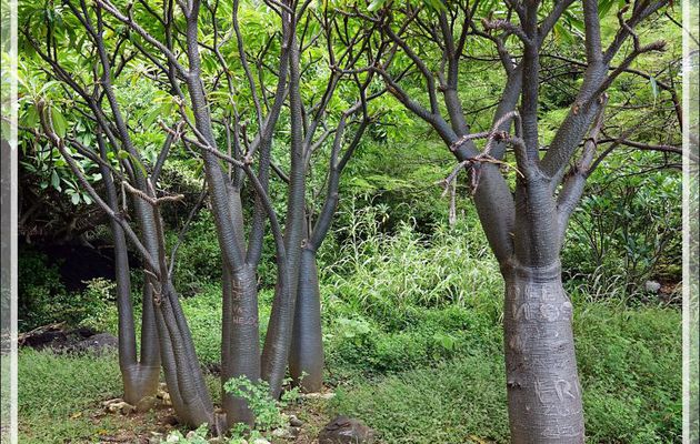Baobabs de Madagascar (Adansonia madagascariensis) - Grande Mitsio - Madagascar