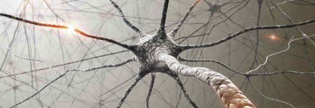 De nouvelles connexions neuronales grâce à la lecture