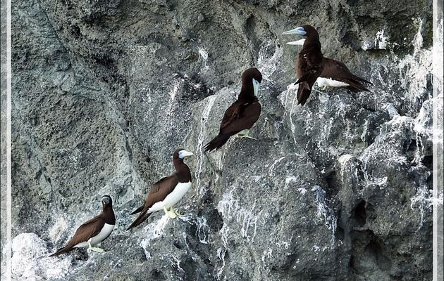 Fou brun, Brown Booby (Sula leucogaster) - Nosy Tsarabanjina - Archipel Mitsio - Madagascar
