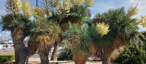 yuccas