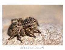 Saltique marqué ♀ - Aelurillus v-insignitus (Clerck, 1758)