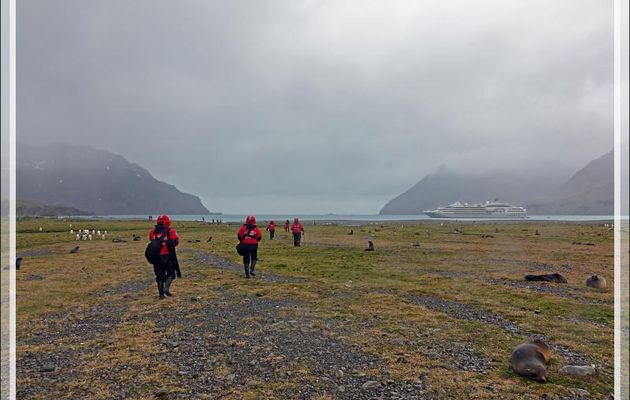 Le temps se gâte à vitesse V, la neige se mêle à la pluie, les "pingouins rouges" rentrent en marchant au milieu des manchots, otaries, éléphants de mer - Whistle Cove - Fortuna Bay - 