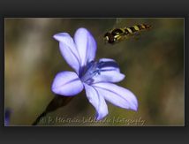 Syrphe porte-plume mâle (Sphaerophoria scripta)
