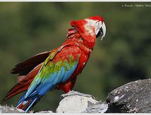 Ara chloroptère - Ara chloropterus - Red-and-green Macaw