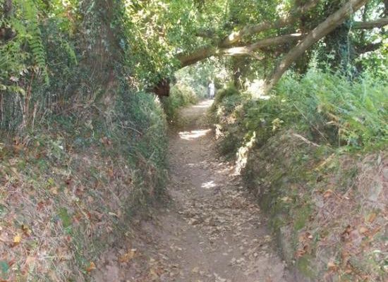Chansons : La légende des arbres