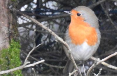 EB - Le petit rouge-gorge...