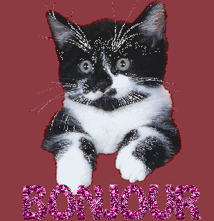 Un Chat dans le jardin