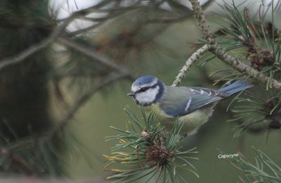 Nourrir les oiseaux