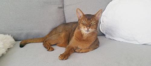 Paroles de chat ! 