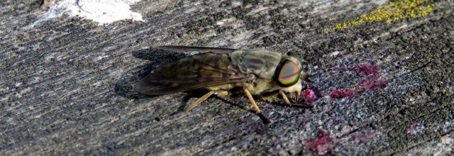 un insecte inconnu - 2  ?