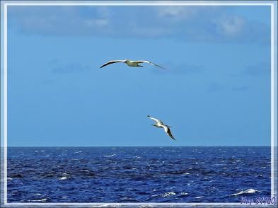 Journée "Fous à pieds rouges, Red-footed Booby (Sula sula)" - Océan Indien - Navigation entre l'Atoll Saint-François et l'île Assomption - Seychelles