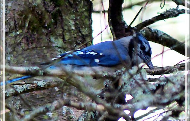 Geai bleu, Blue jay (Cyanocitta cristata) - Lac Venne - Duhamel - Outaouais - Québec - Canada