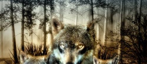 Des loups et des hommes...