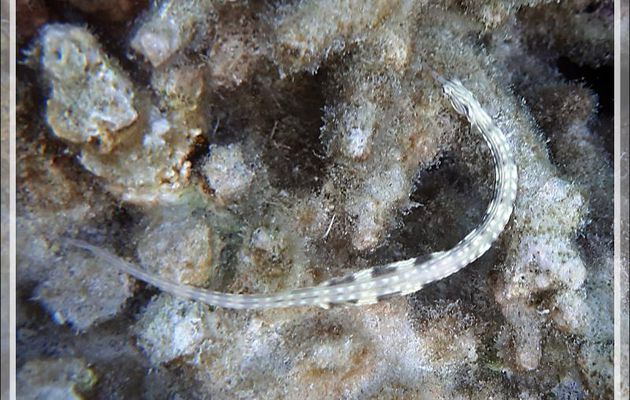 Syngnathe à réseaux, Poisson-aiguille jaune, Network pipefish (Corythoichthys flavofasciatus) - Snorkeling à Moofushi - Atoll d'Ari - Maldives