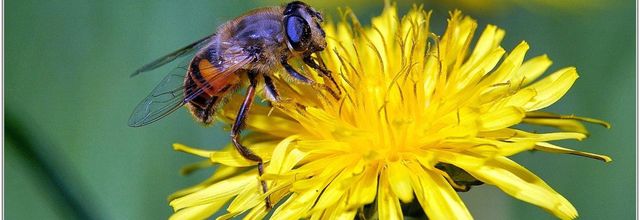 Eristale Tenace (2) - Eristalis tenax