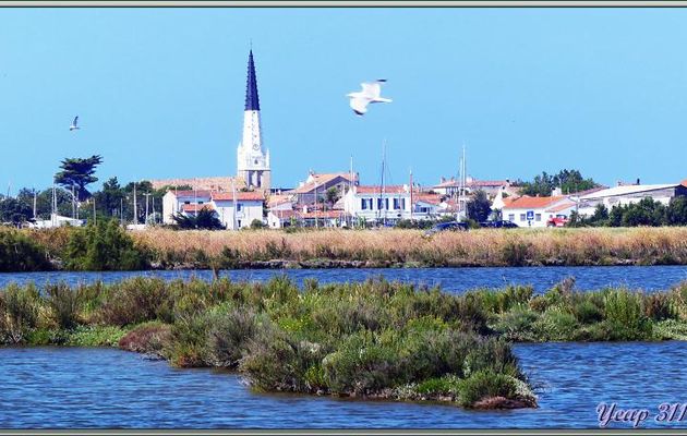 Ars-en-Ré vu des marais - Île de Ré - 17