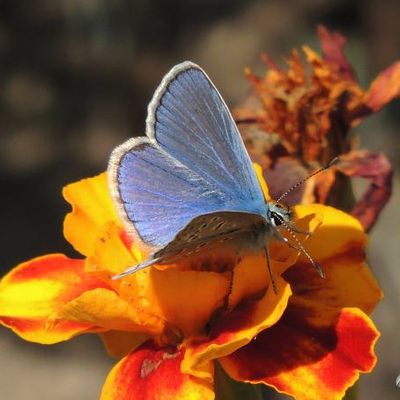 L'Azuré commun ou Argus bleu...