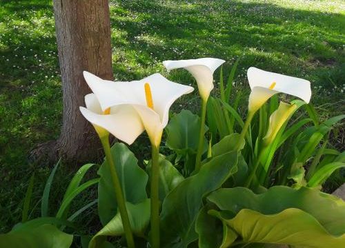 Le lien : les arums d'Henriette