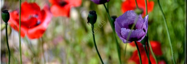 Coquelicot mauve