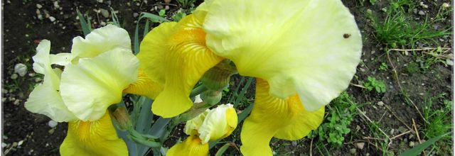 LE COIN DES IRIS 