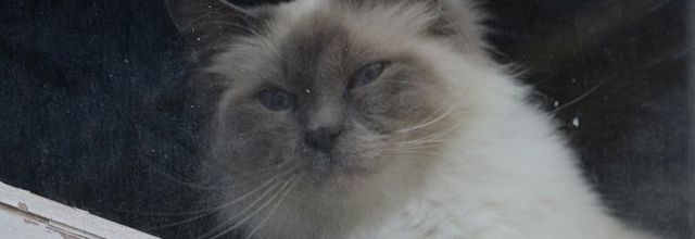 Le chat de Charles BAUDELAIRE   (1821-1867)