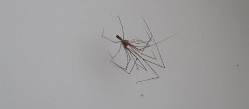 Une araignée mutante!