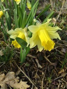 Les jonquilles arrivent heureux présage du printemps