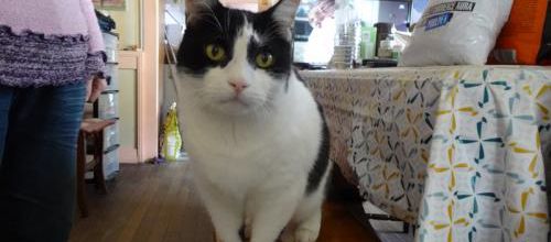 Une marraine pour Nounours et Choupette