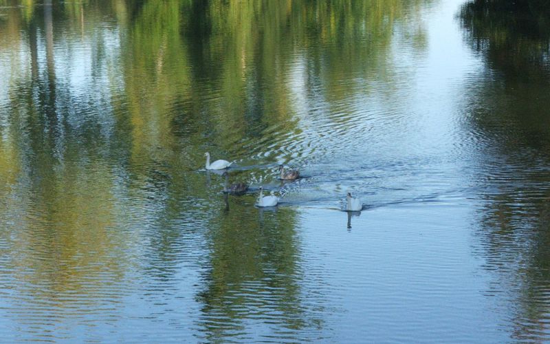 reflet sur la Charente