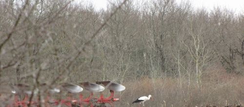 drôle de mouette!