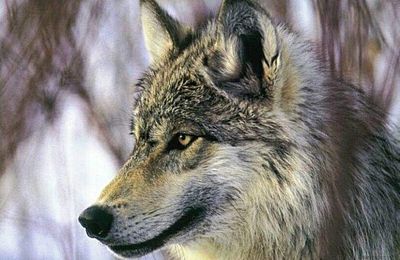 La marche au loup