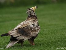 Vautour percnoptère juvénile
