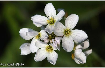 Cardamine des Prés (2) - Cardamine pratensis