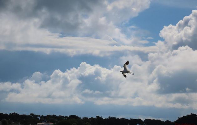 Sur l’île de Noirmoutier