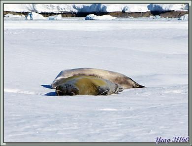 Phoque crabier (Lobodon carcinophaga) - Wilhelmina Bay - Péninsule Antarctique