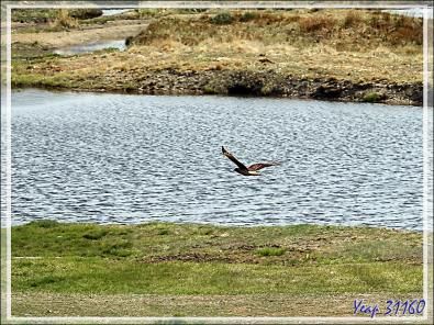Le vol du Caracara chimango - Terre de Feu - Argentine