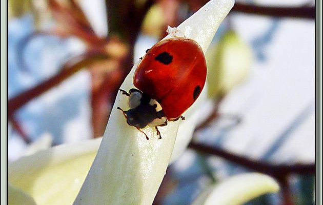 Coccinelle à 2 points forme rouge (Adalia bipunctata) - La Couarde-sur-Mer - Ile de Ré - 17
