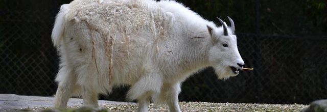 Ménagerie du jardin des Plantes : Chèvre des montagnes Rocheuses 