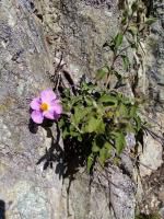 DéfiN°252: définitions