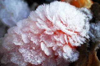 Fleurs de givre.