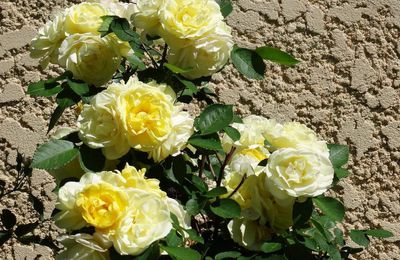Les roses et les épines de 2017...